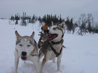 /upload/images/7sweden are 275.jpg